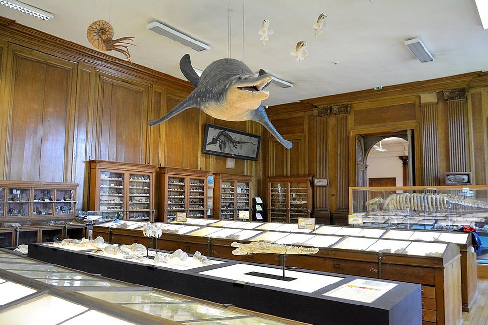 Ancien hôtel de ville d'Angers, salle de paléontologie, Muséum d'Angers